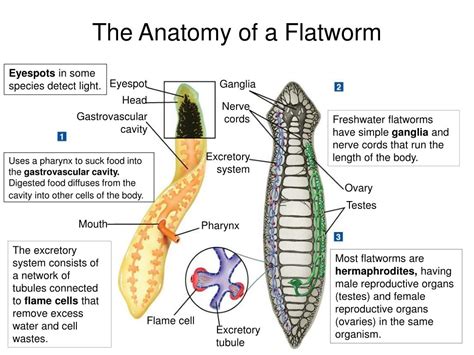 how are flatworms similar to roundworms in body structure